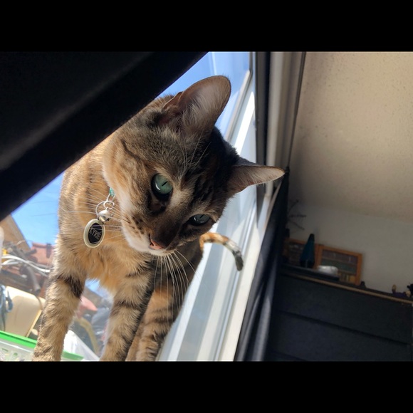 Cat Friendly Home - Picture 1 of 5